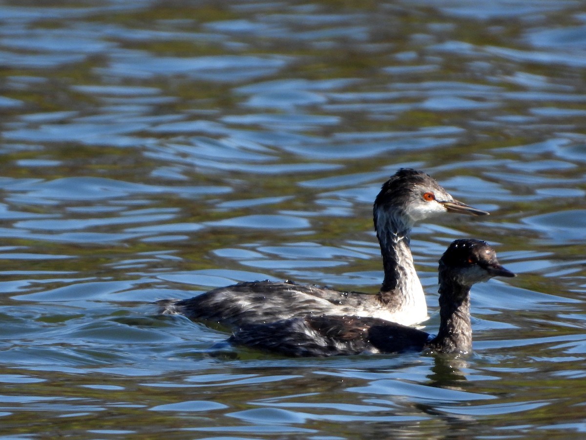 Eared Grebe - ML375266111