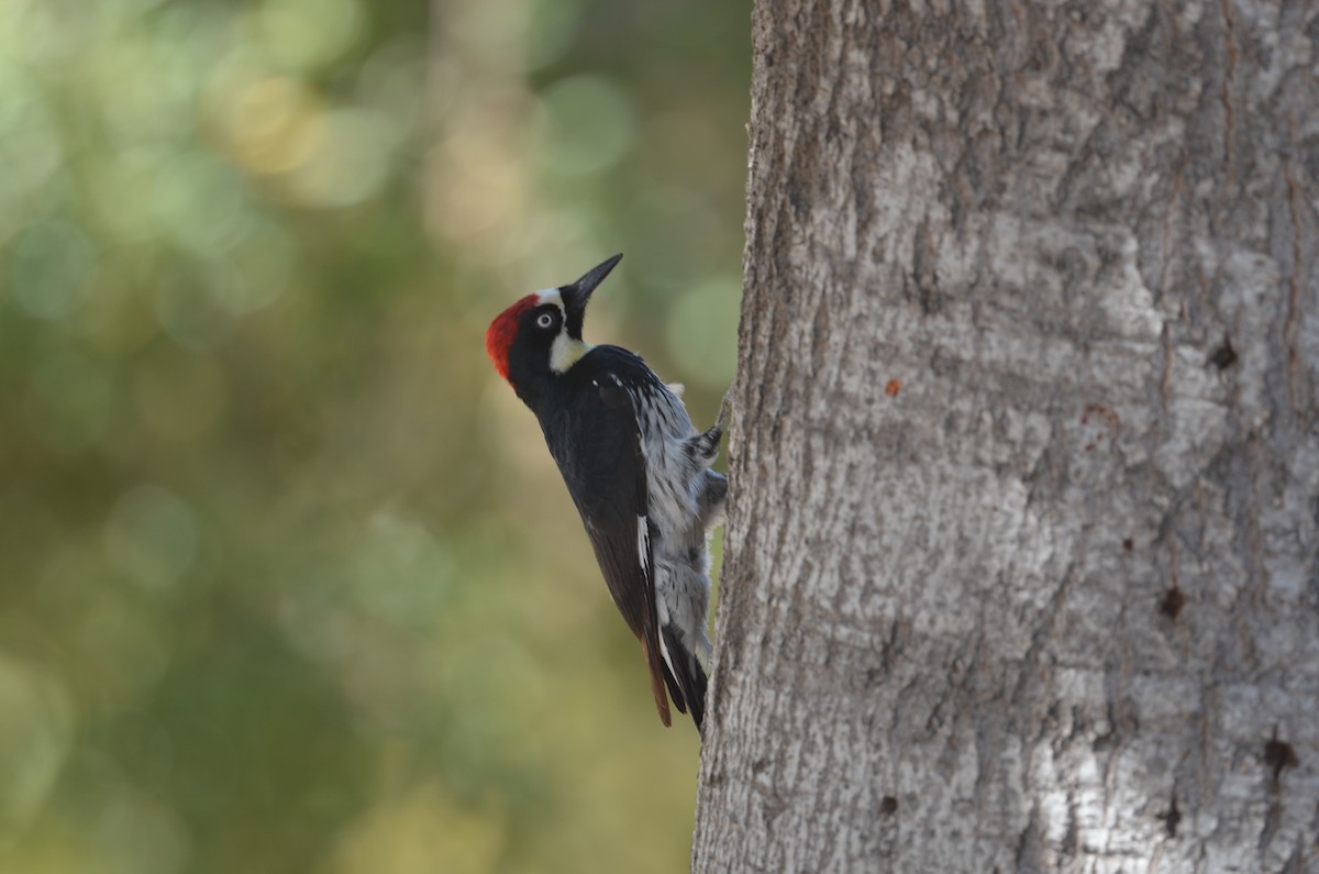 Acorn Woodpecker - Mark Kosiewski