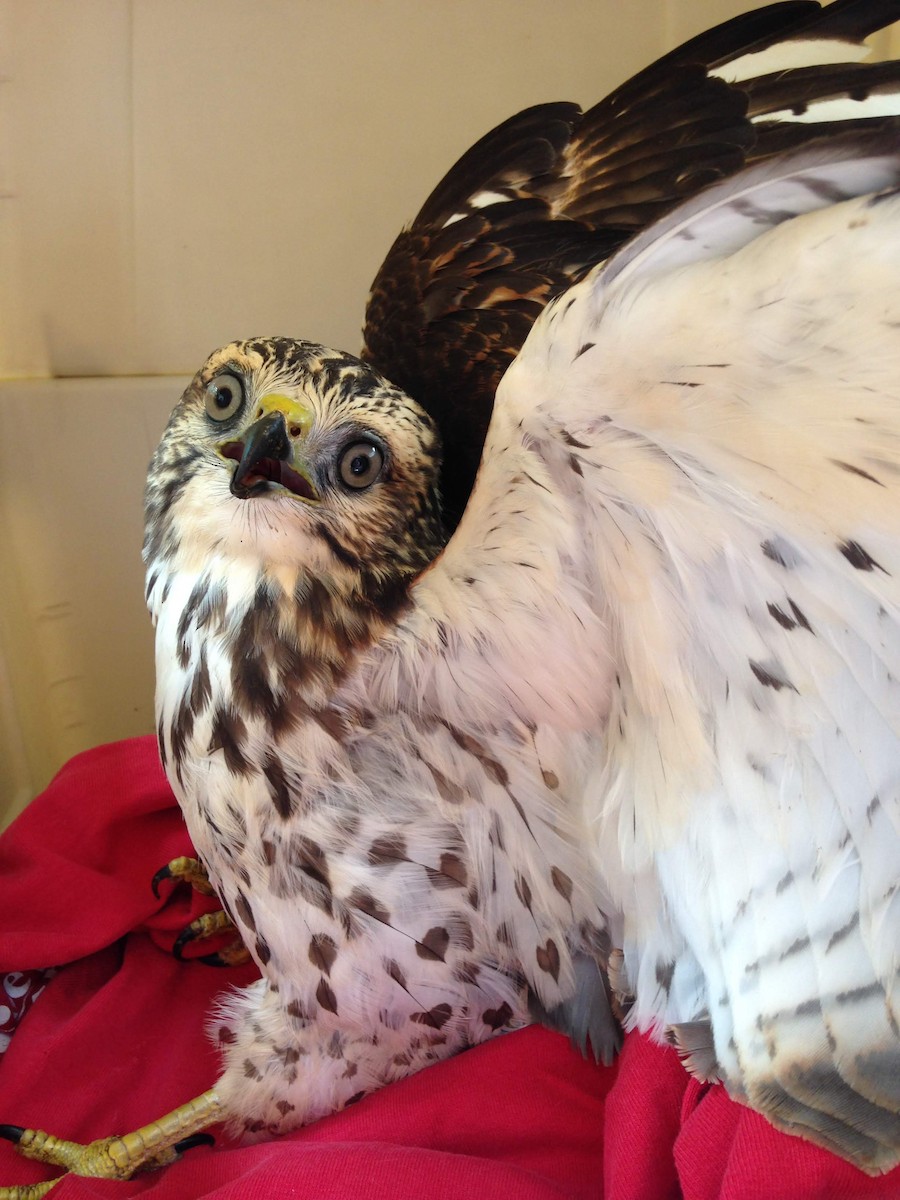 Broad-winged Hawk - ML375267341