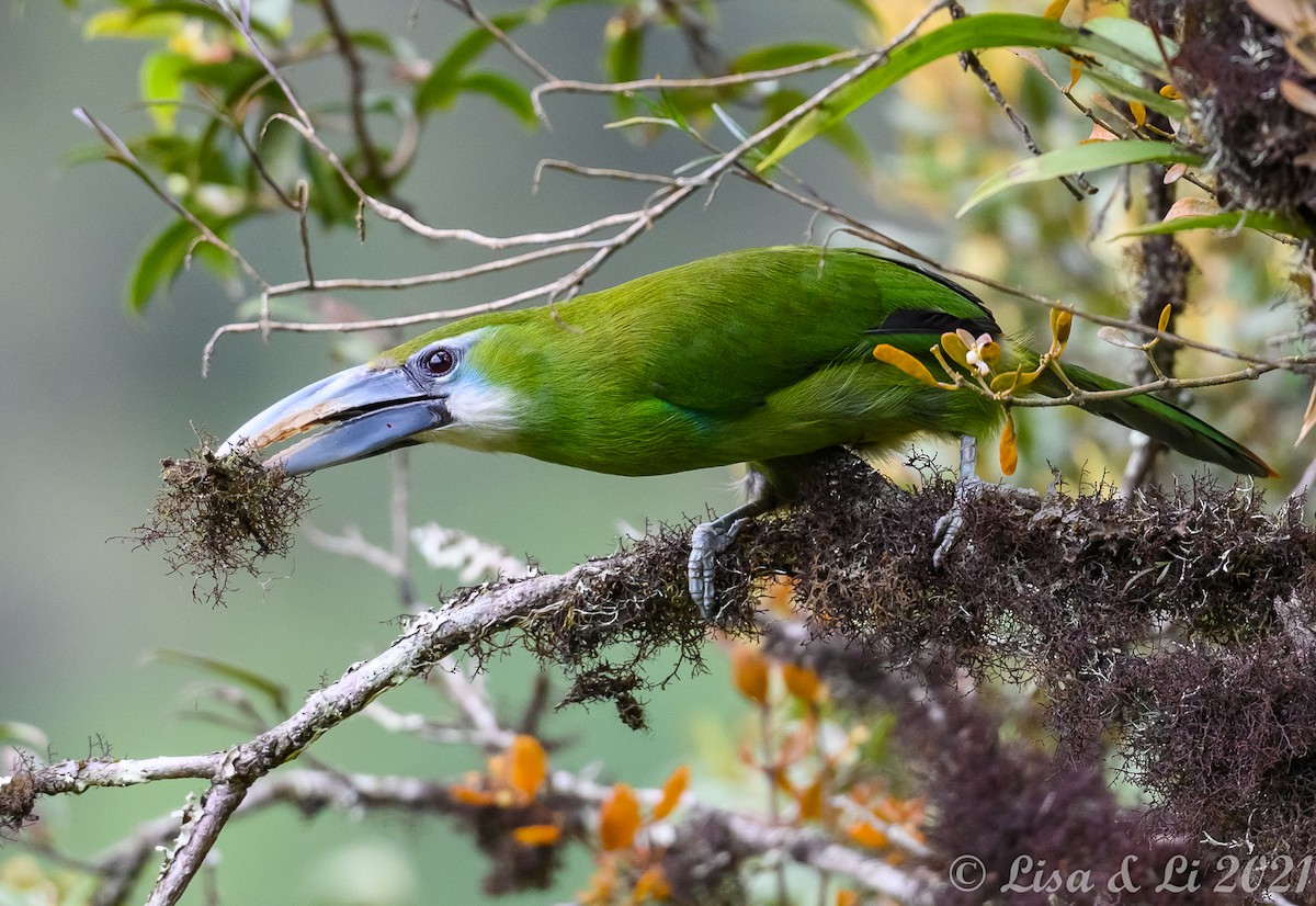 Blue-banded Toucanet - ML375268031