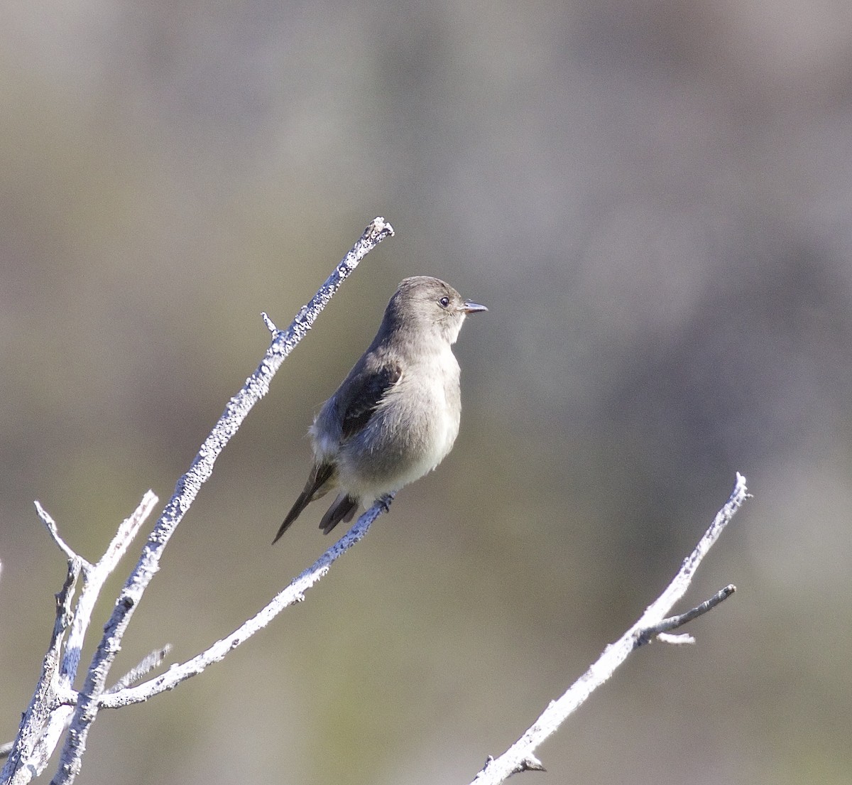 Olive-sided Flycatcher - ML375268181