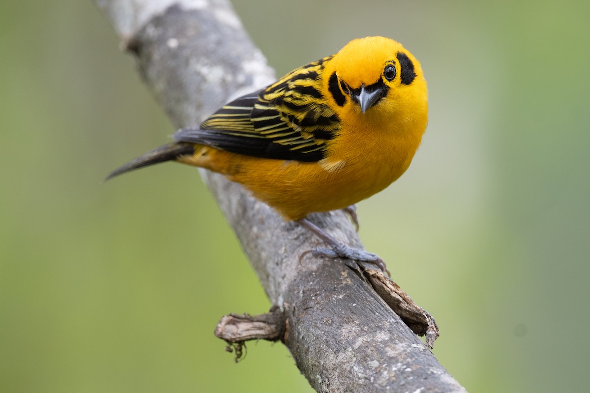 Golden Tanager - Ben  Lucking