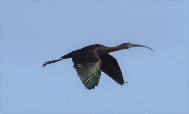 ibis americký - ML375275571
