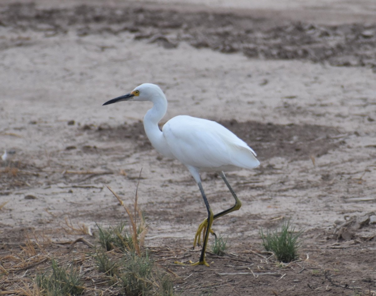 Snowy Egret - ML375276171