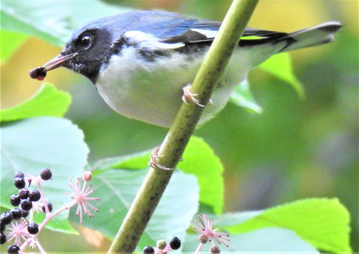 Black-throated Blue Warbler - ML375277321