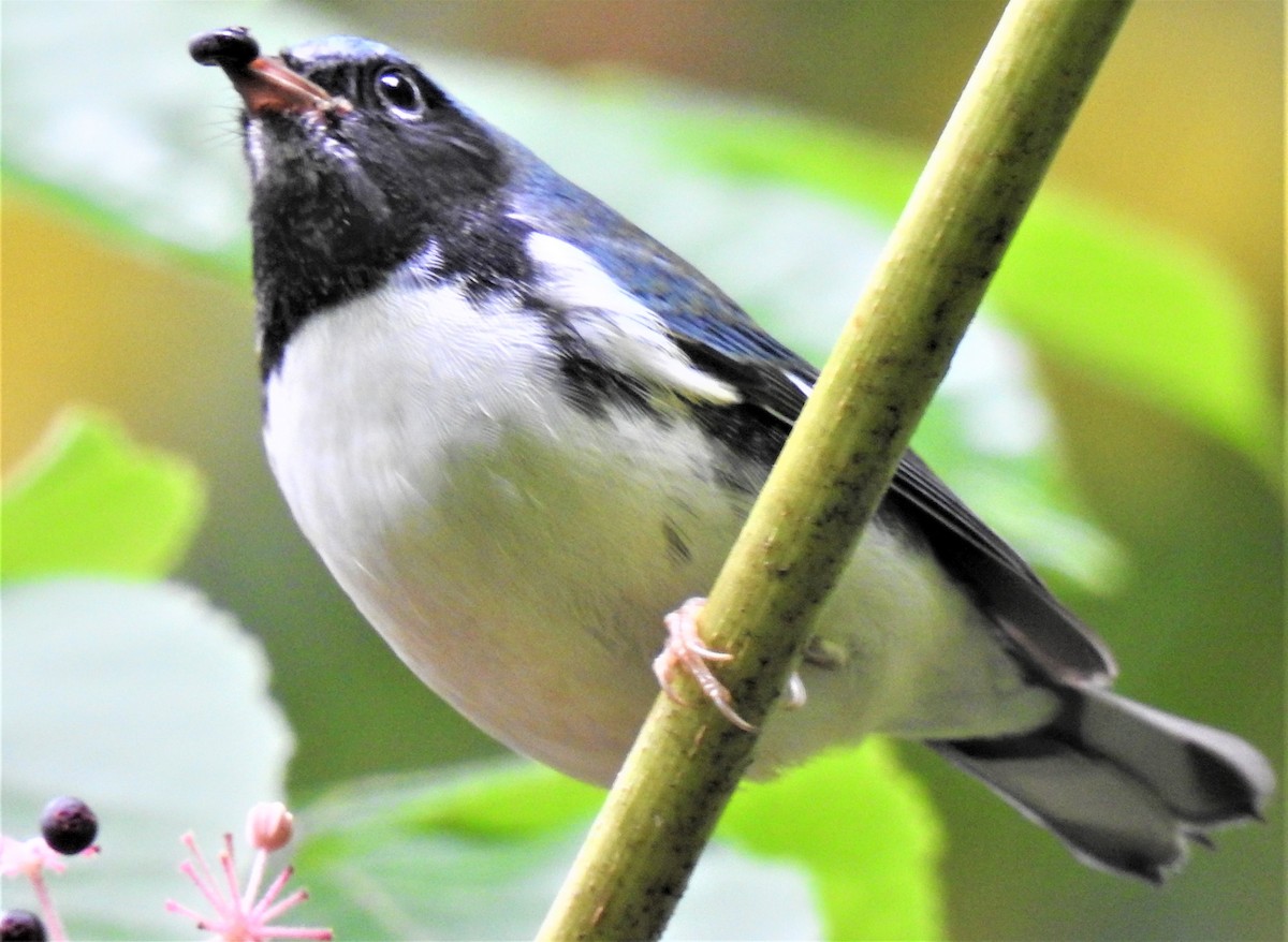 Black-throated Blue Warbler - ML375277331