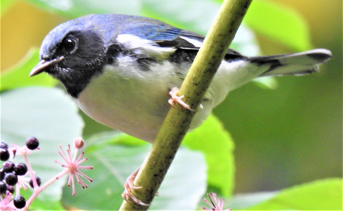 Black-throated Blue Warbler - ML375277511