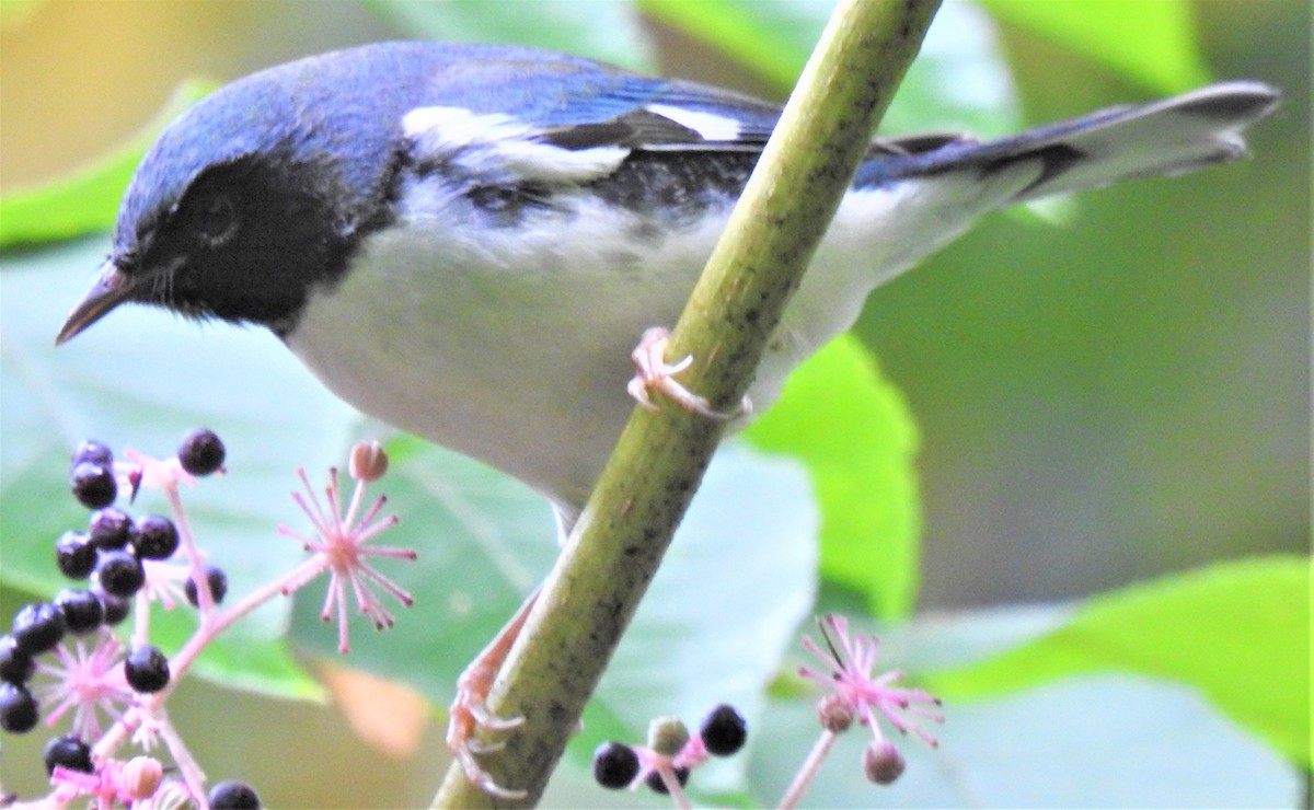 Black-throated Blue Warbler - ML375277531