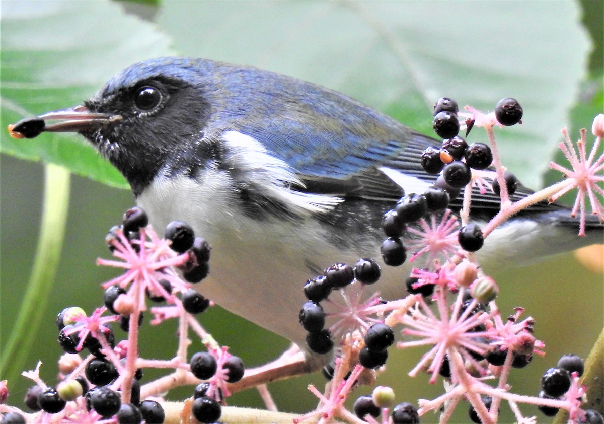 Black-throated Blue Warbler - ML375277551