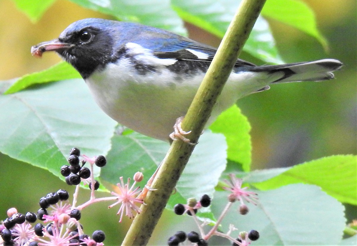 Black-throated Blue Warbler - ML375277751
