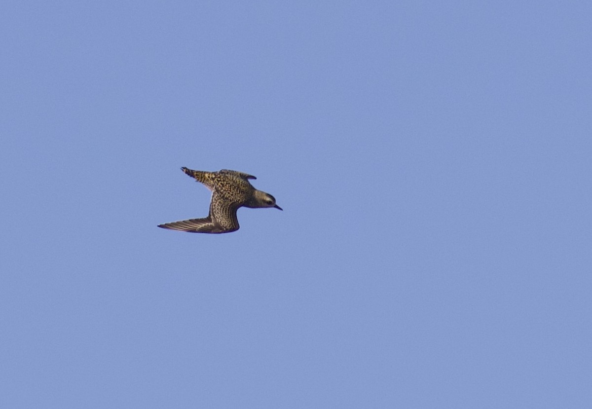 American Golden-Plover - ML375277761