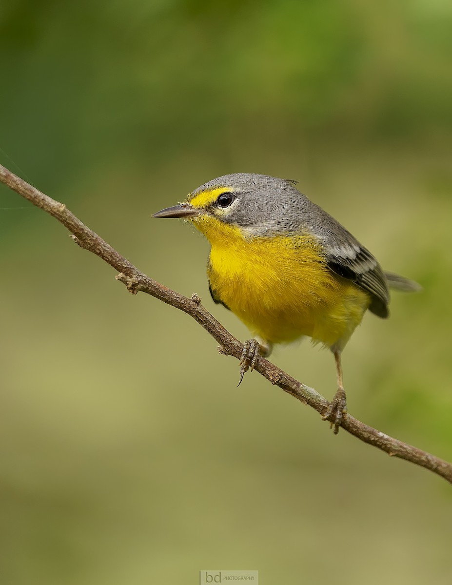 Adelaide's Warbler - ML375279371