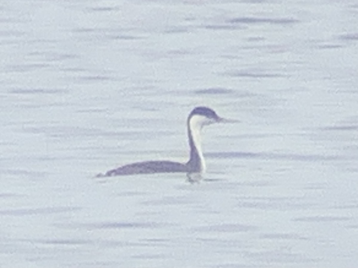 Western Grebe - ML375281091