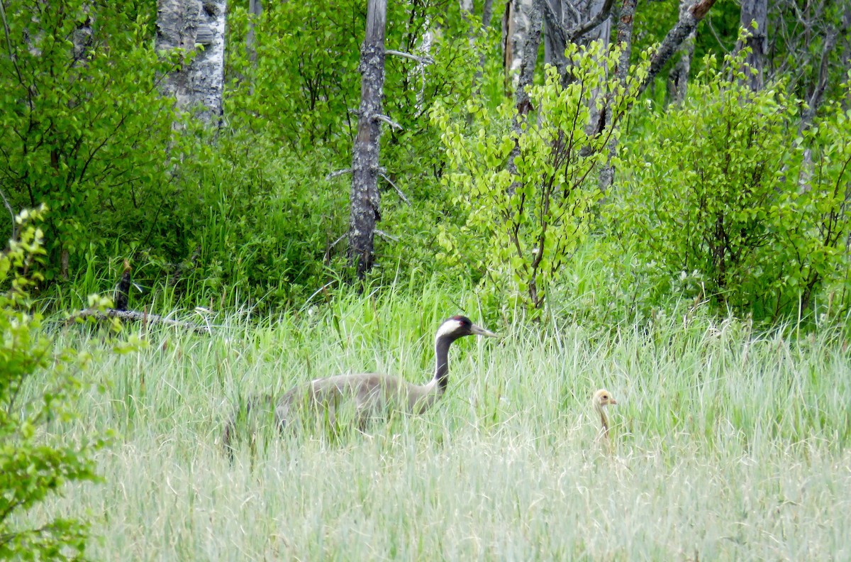 Common Crane - ML37528141