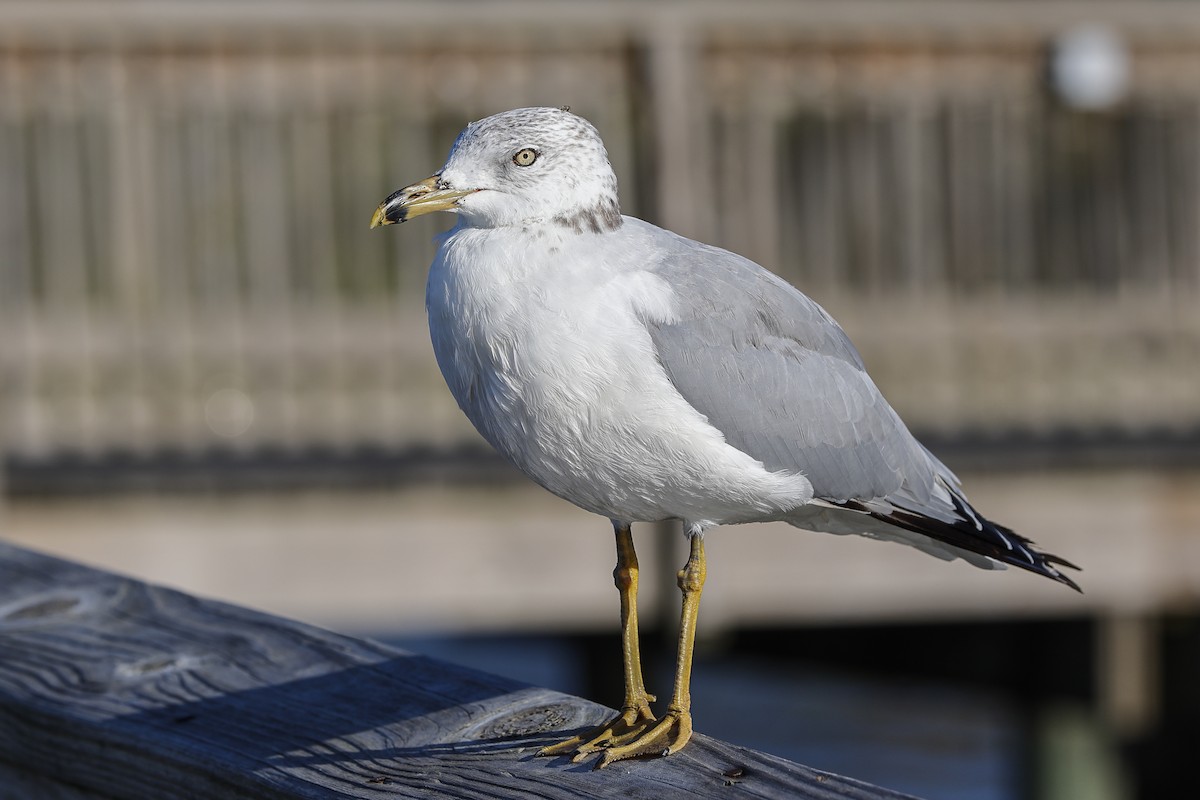 Ring-billed Gull - ML375282731