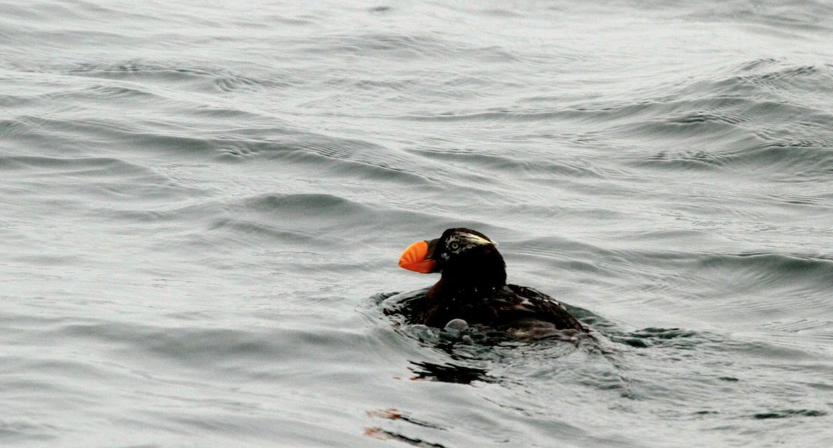 Tufted Puffin - Adam Dudley