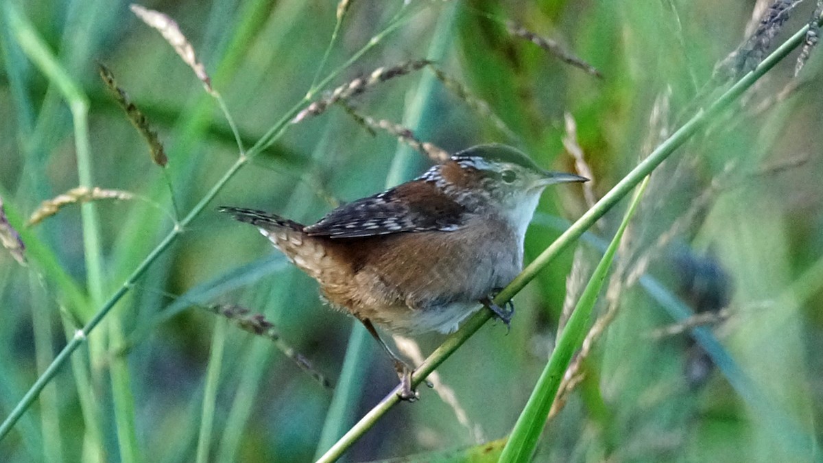 Marsh Wren - ML375283431