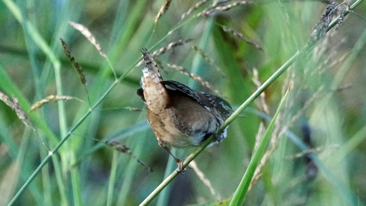 Marsh Wren - ML375283441