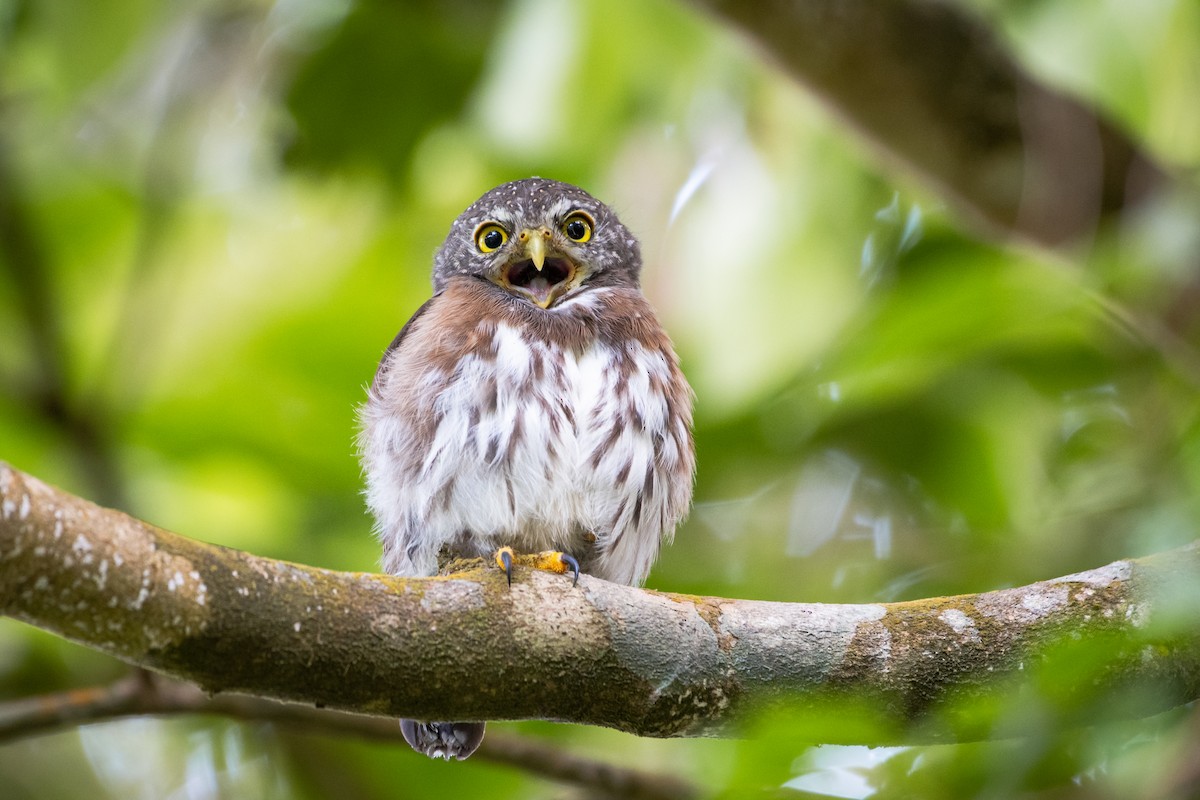 Central American Pygmy-Owl - ML375283731