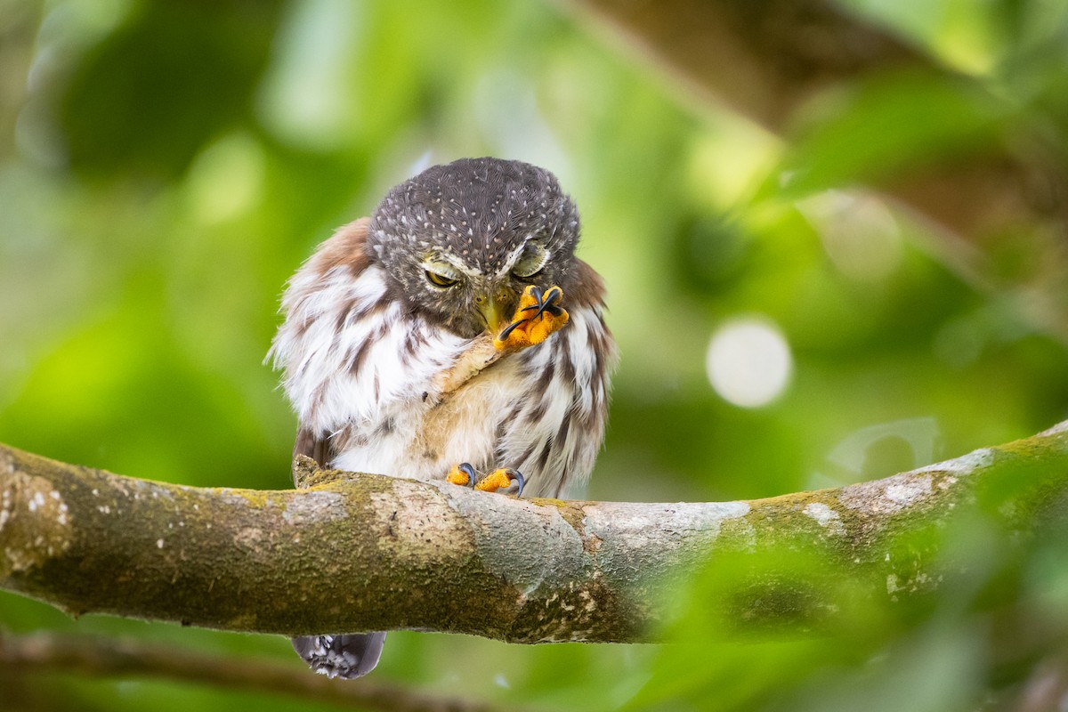Central American Pygmy-Owl - ML375283781