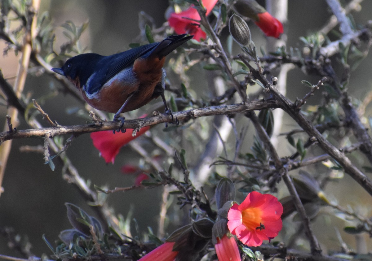 svartstrupeblomsterborer - ML375283871