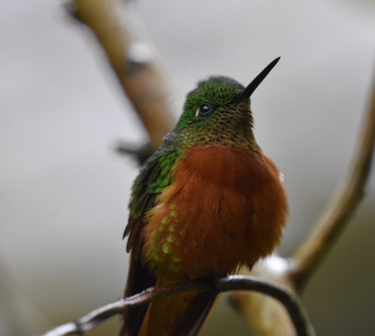 Chestnut-breasted Coronet - ML375284931