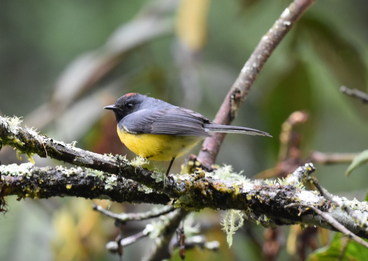 Slate-throated Redstart - ML375285431