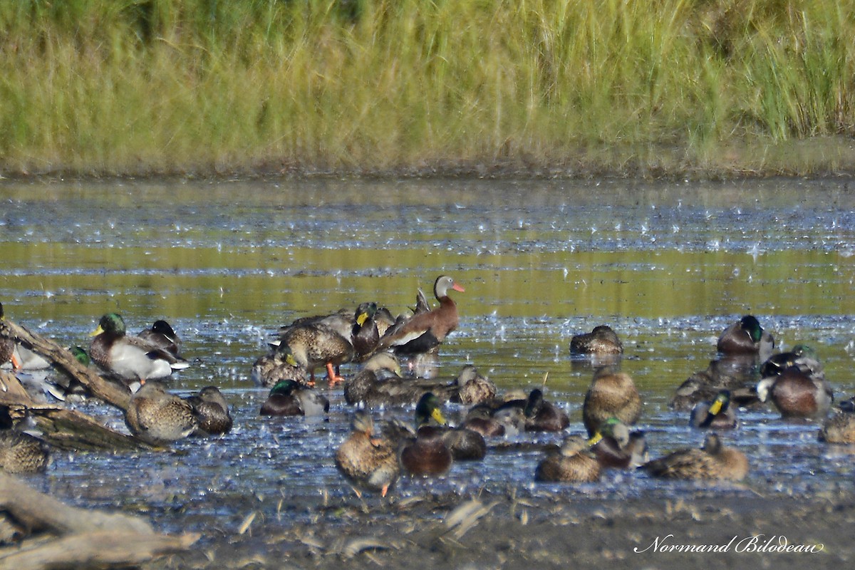Black-bellied Whistling-Duck - ML375285471