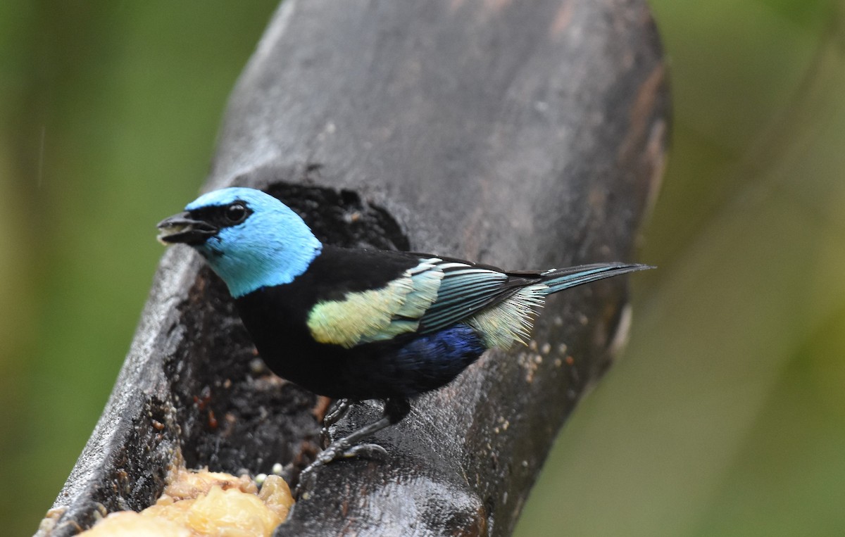 Blue-necked Tanager - ML375285561