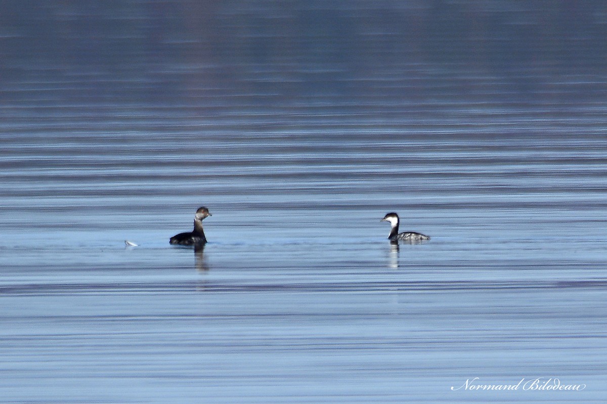 Horned Grebe - ML375285591