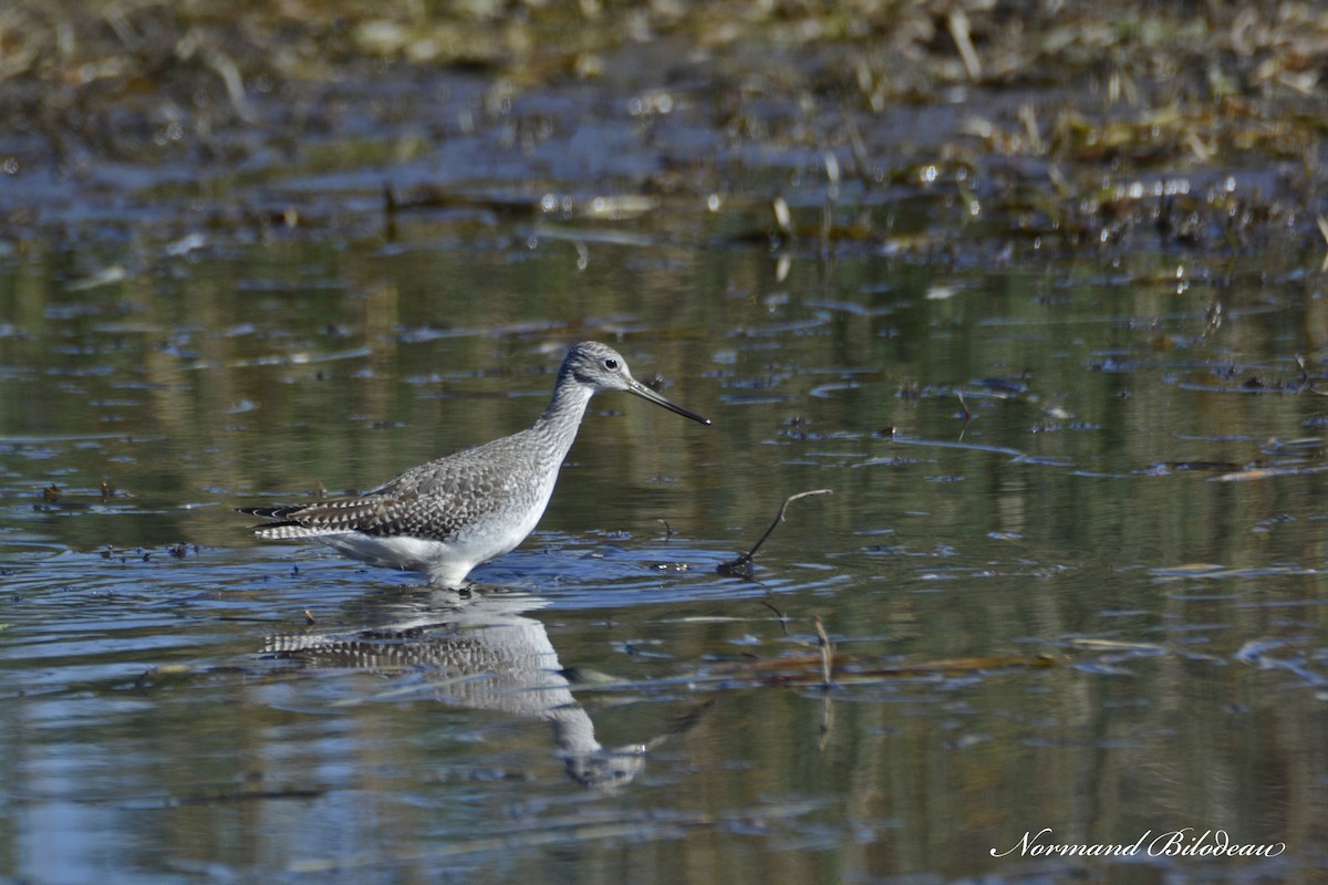 Greater Yellowlegs - ML375285711