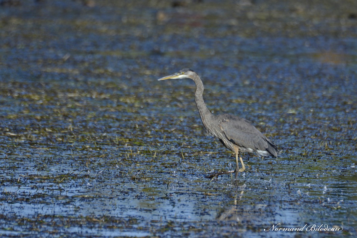 Great Blue Heron - ML375285801