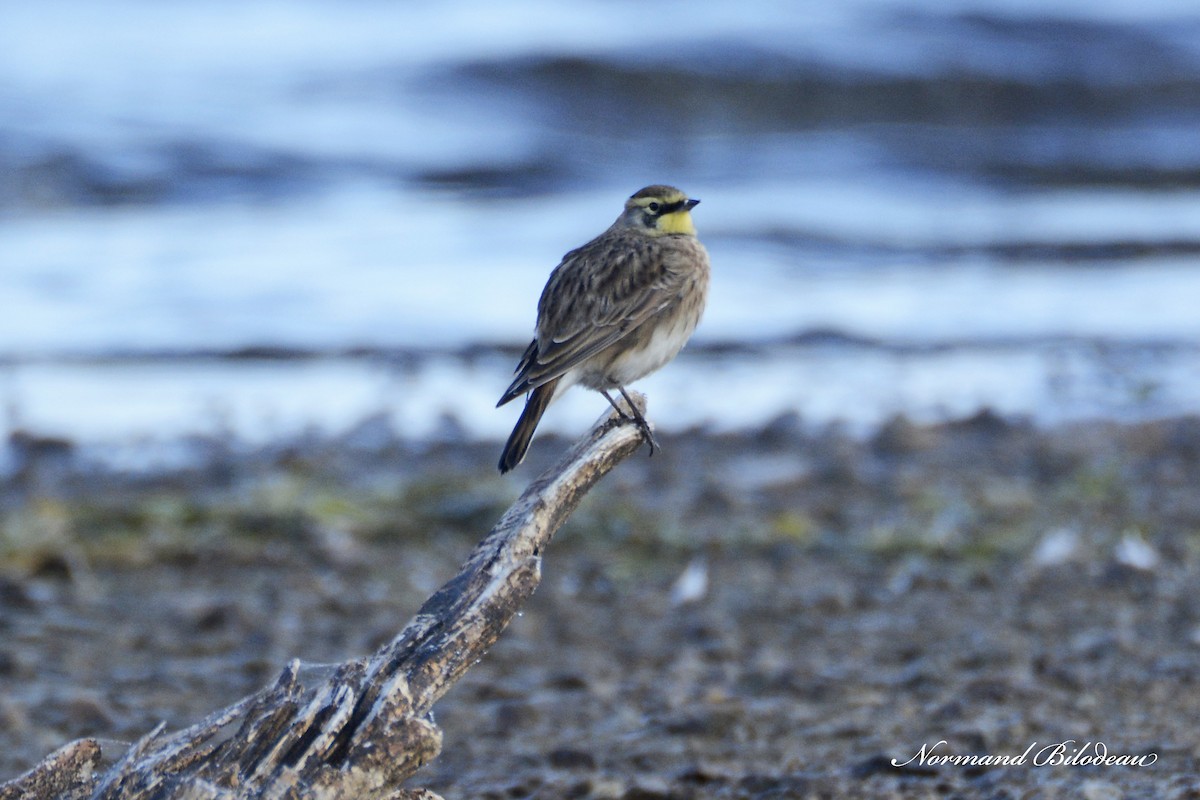 Horned Lark - ML375285881