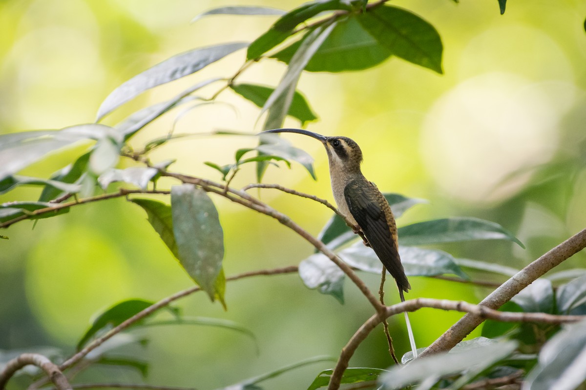 Long-billed Hermit - ML375286991