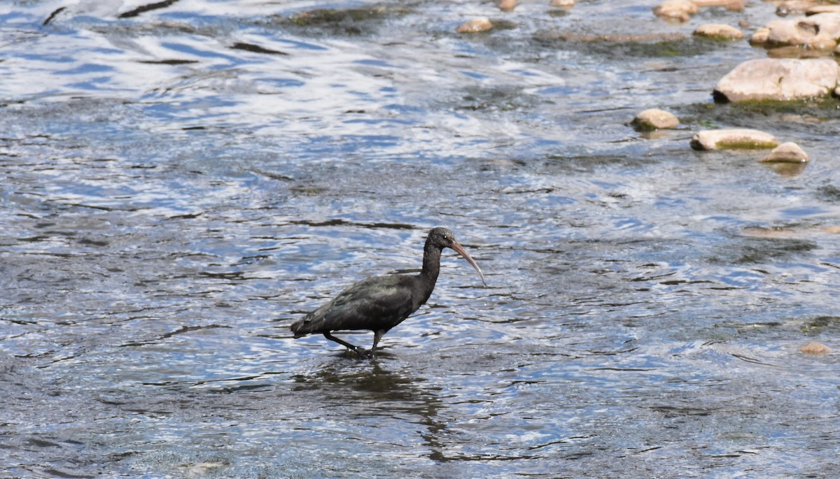 Ibis de Ridgway - ML375287181