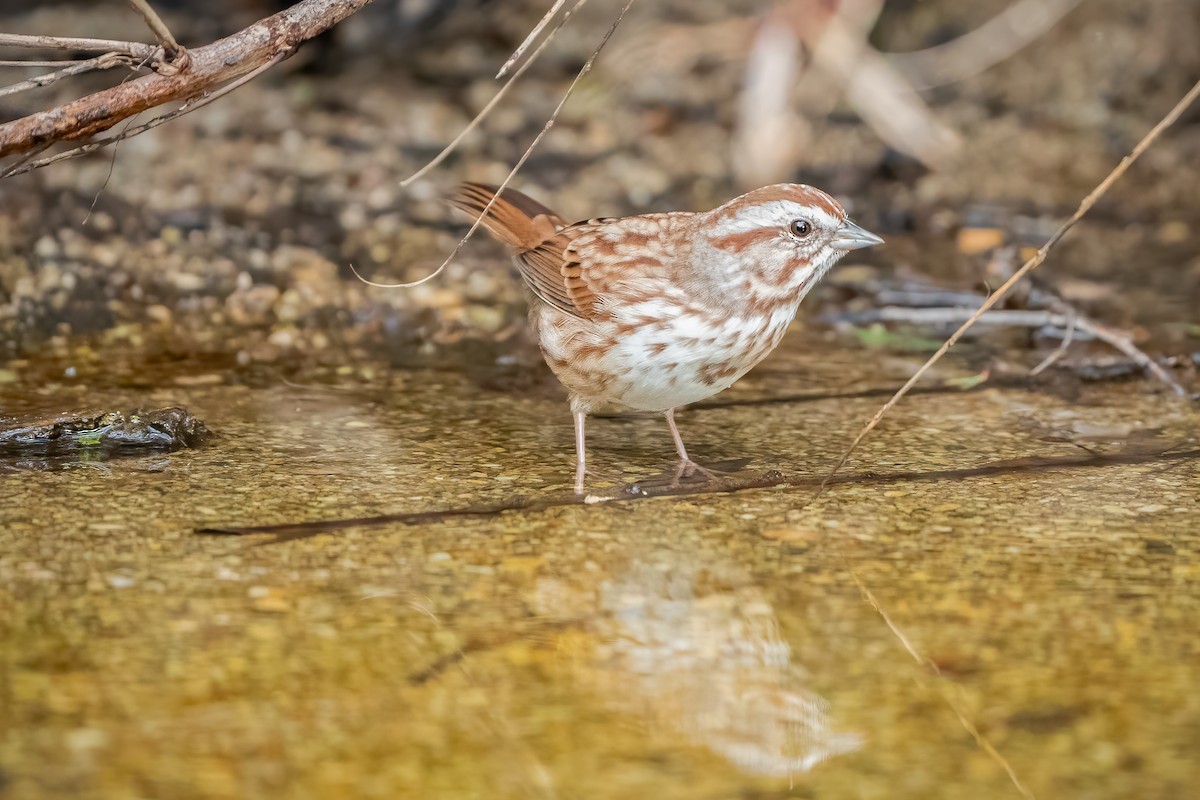 Song Sparrow - Shawn Cooper