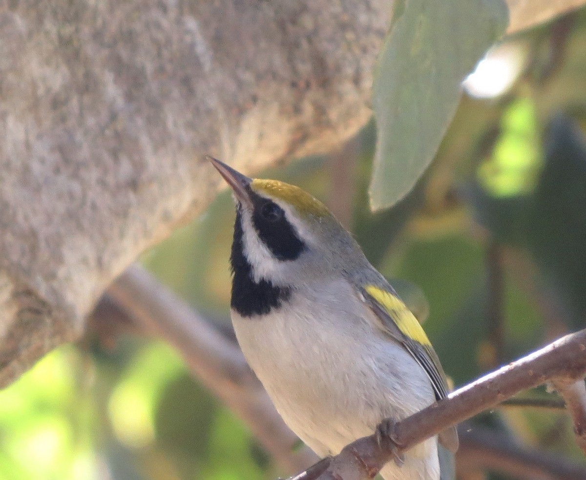 Goldflügel-Waldsänger - ML375289111