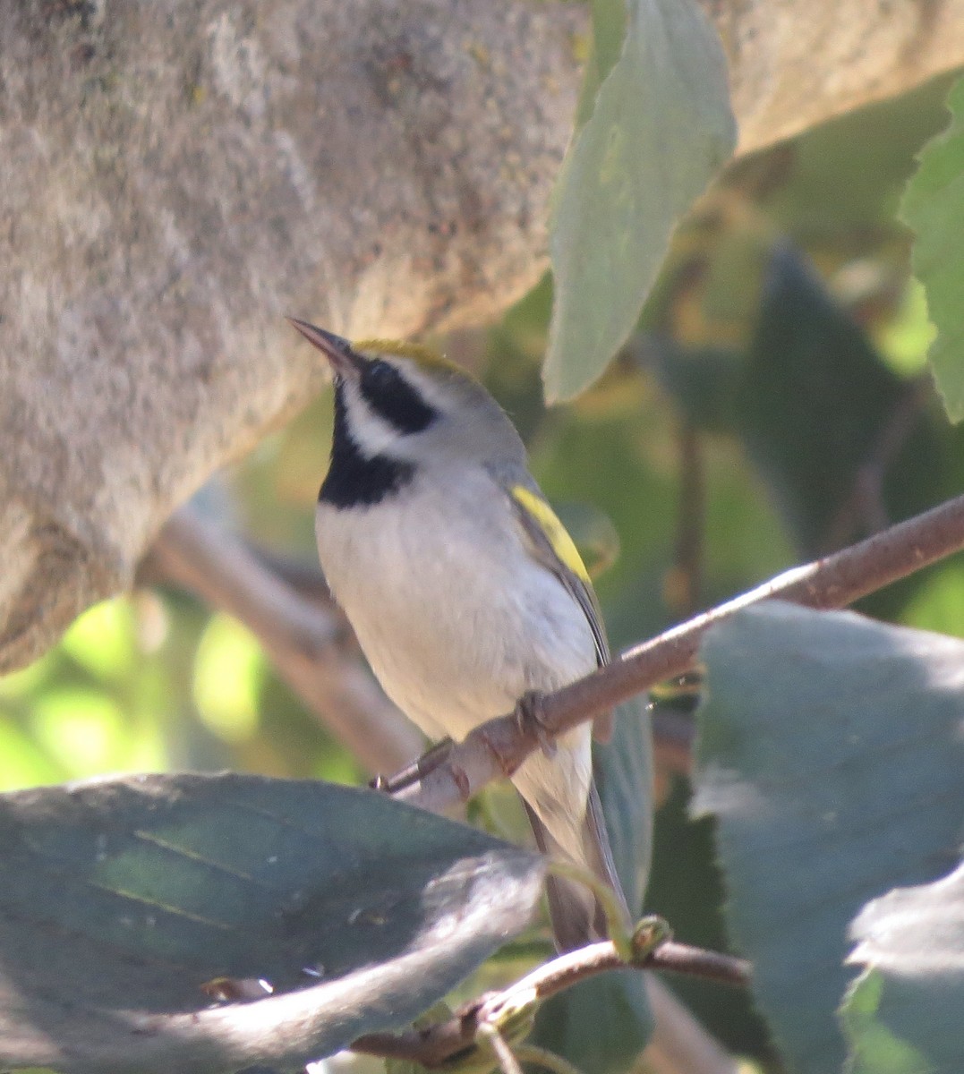 Golden-winged Warbler - ML375289131