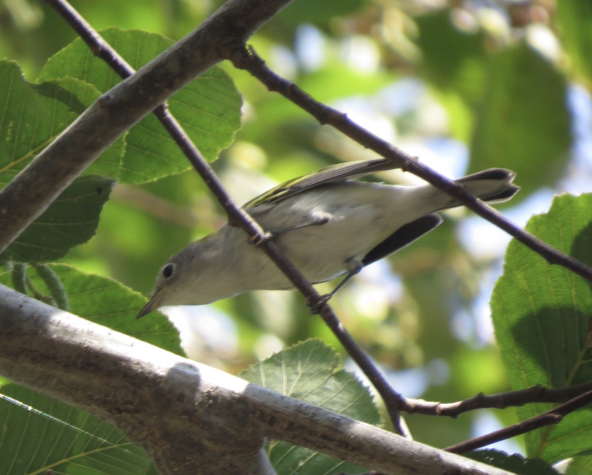 Chestnut-sided Warbler - Mike Stiles