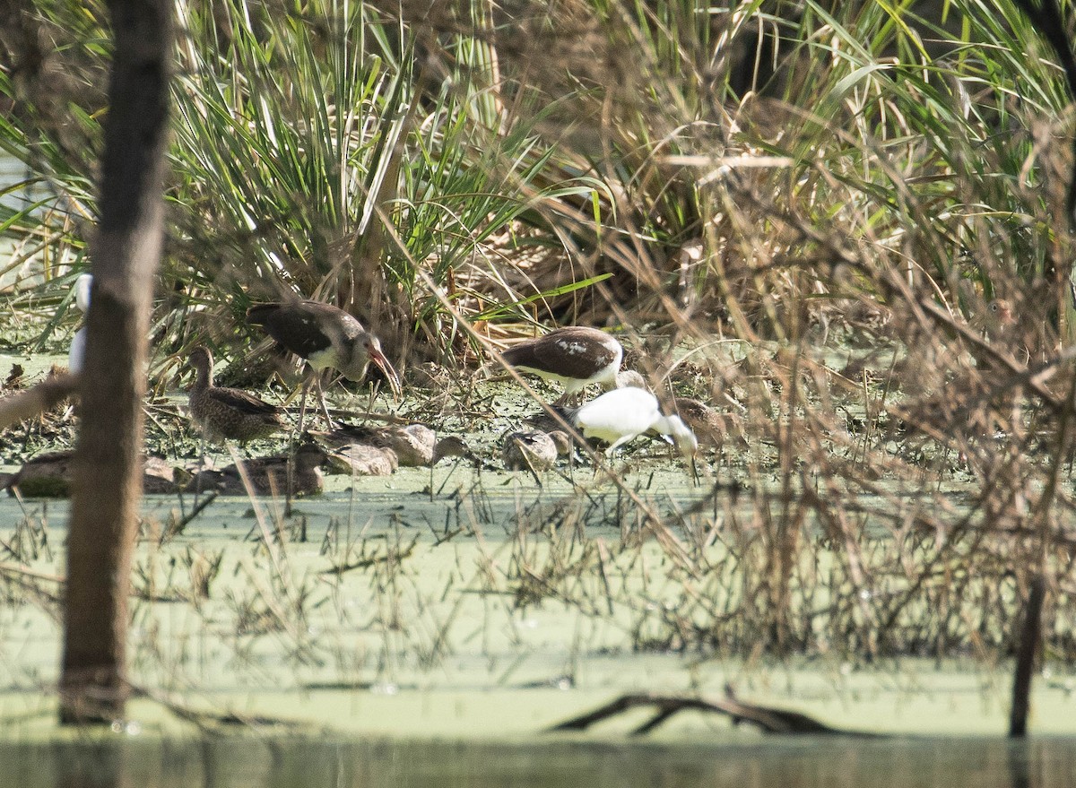 White Ibis - Rich Kostecke