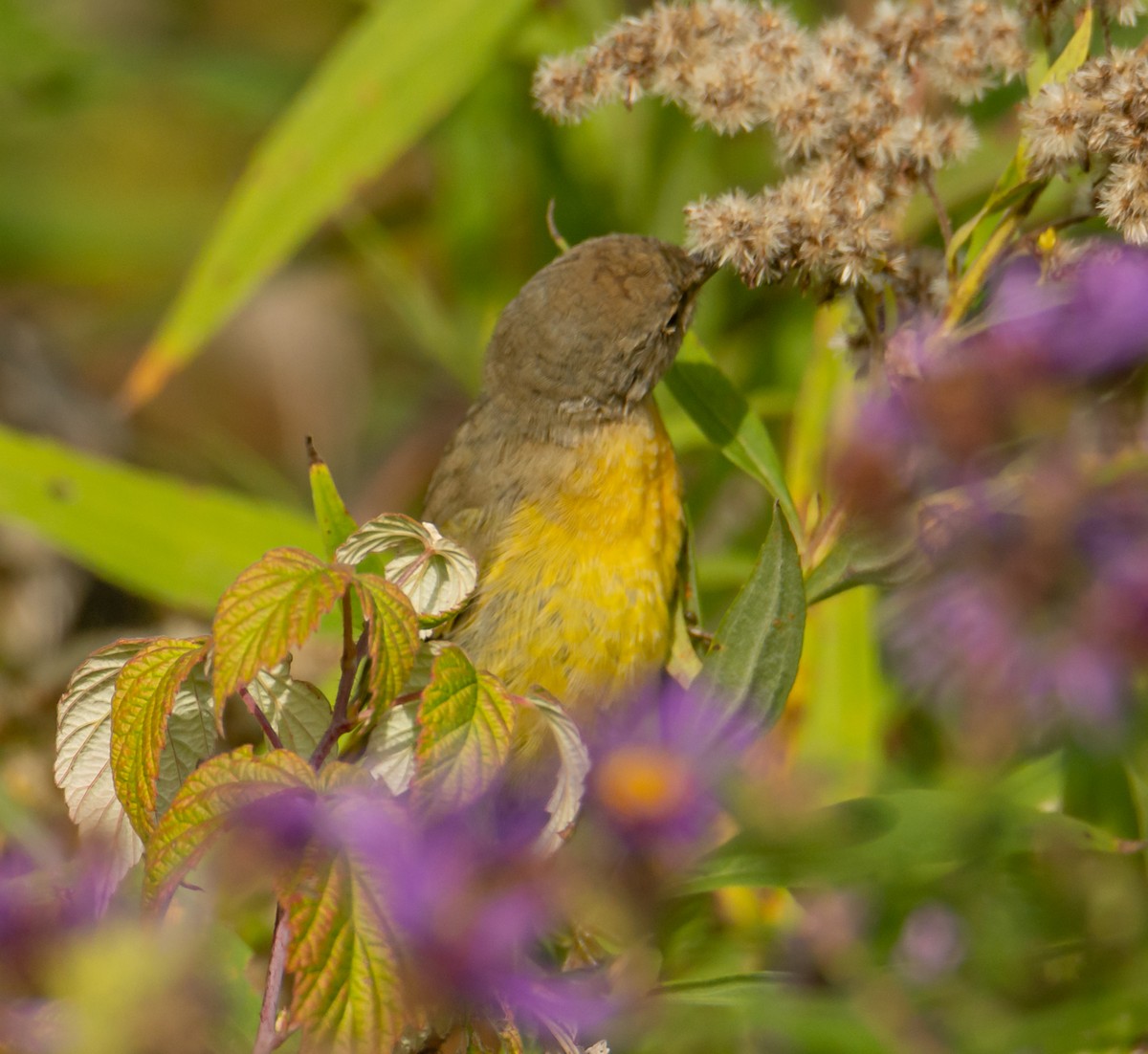 Nashville Warbler - ML375293671