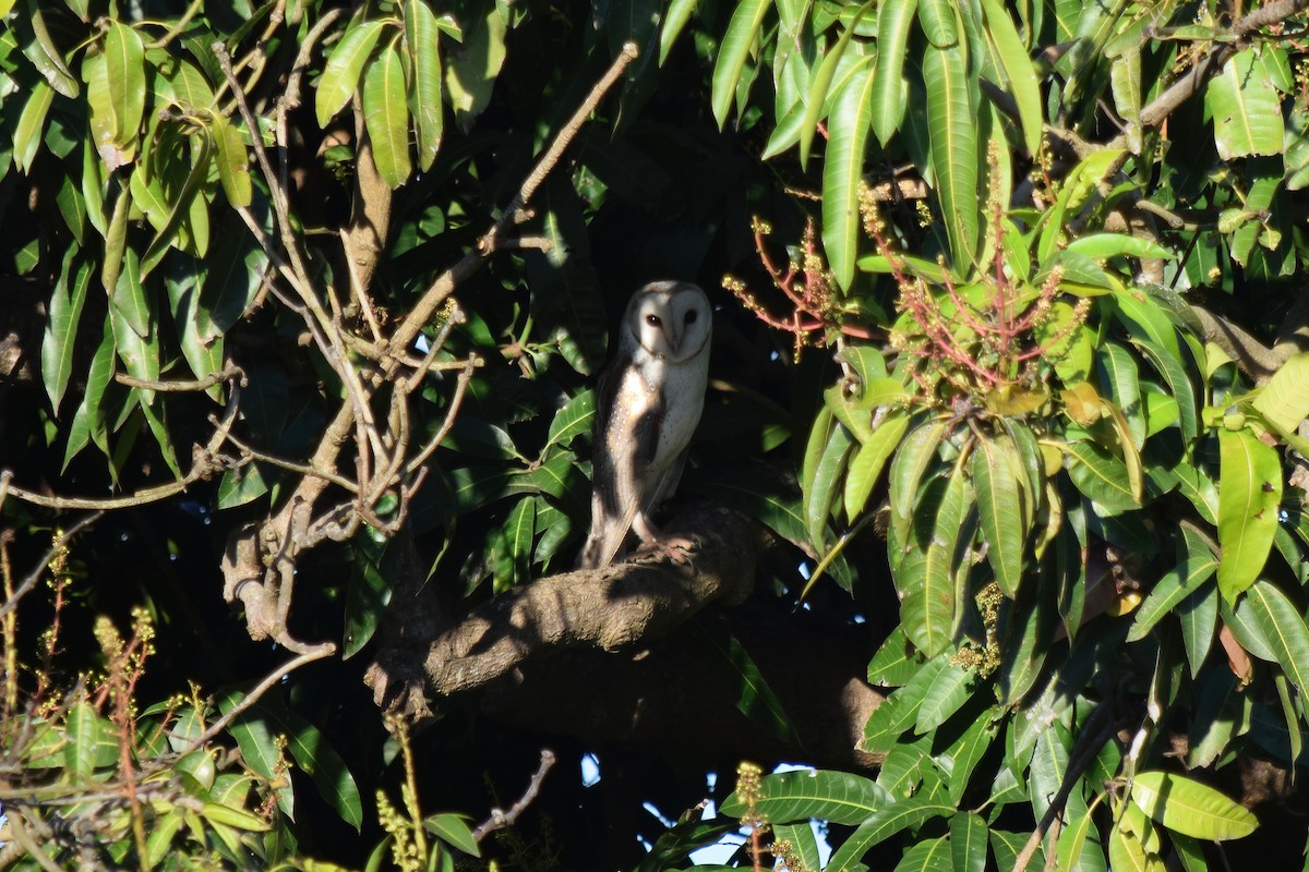 Barn Owl - ML375293701