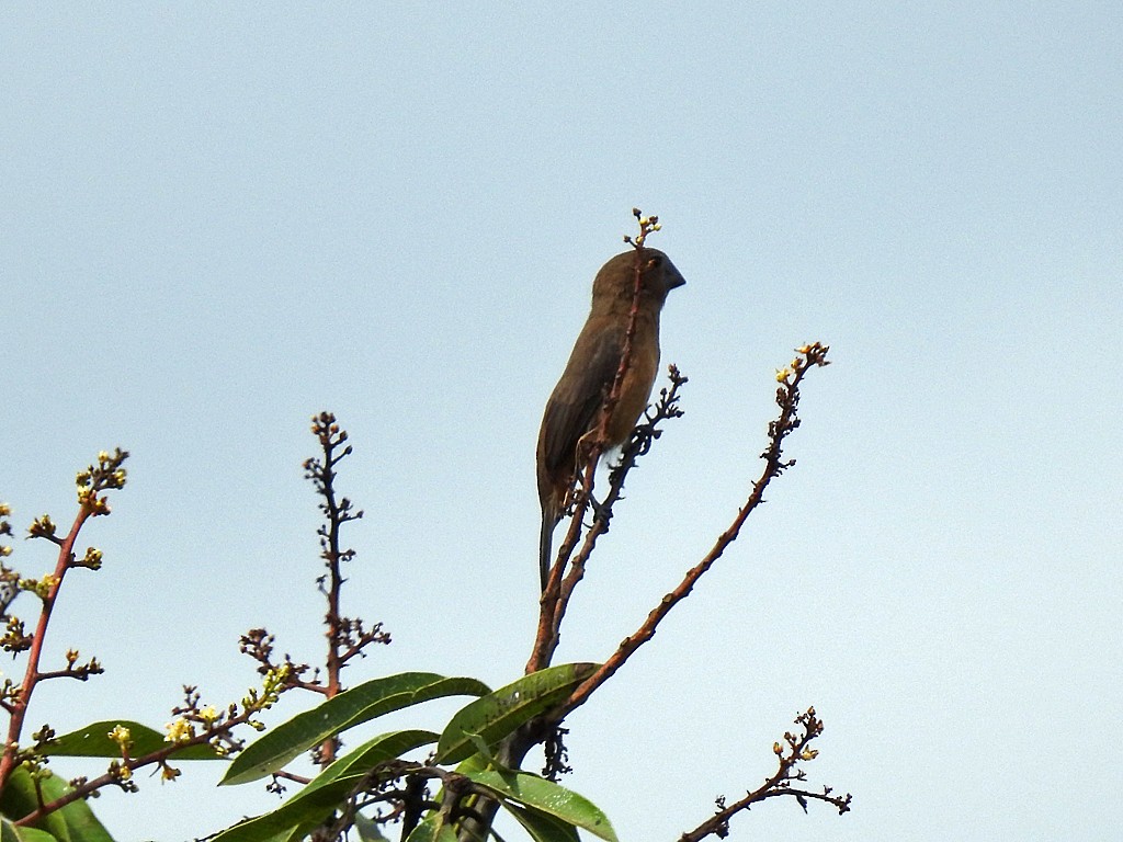 Chestnut-bellied Seed-Finch - ML375294071