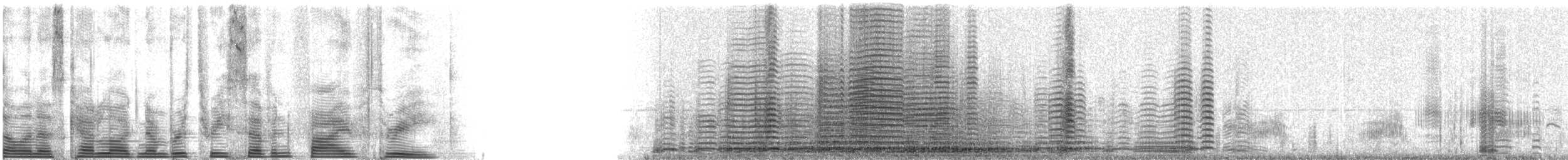 Trumpeter Swan - ML3753