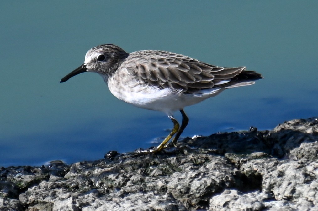 Least Sandpiper - ML375301201