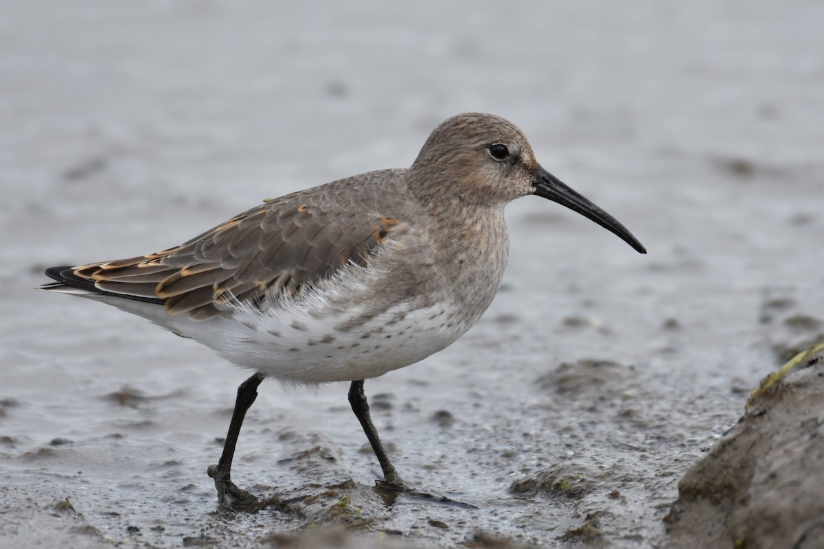 Dunlin - tim culp