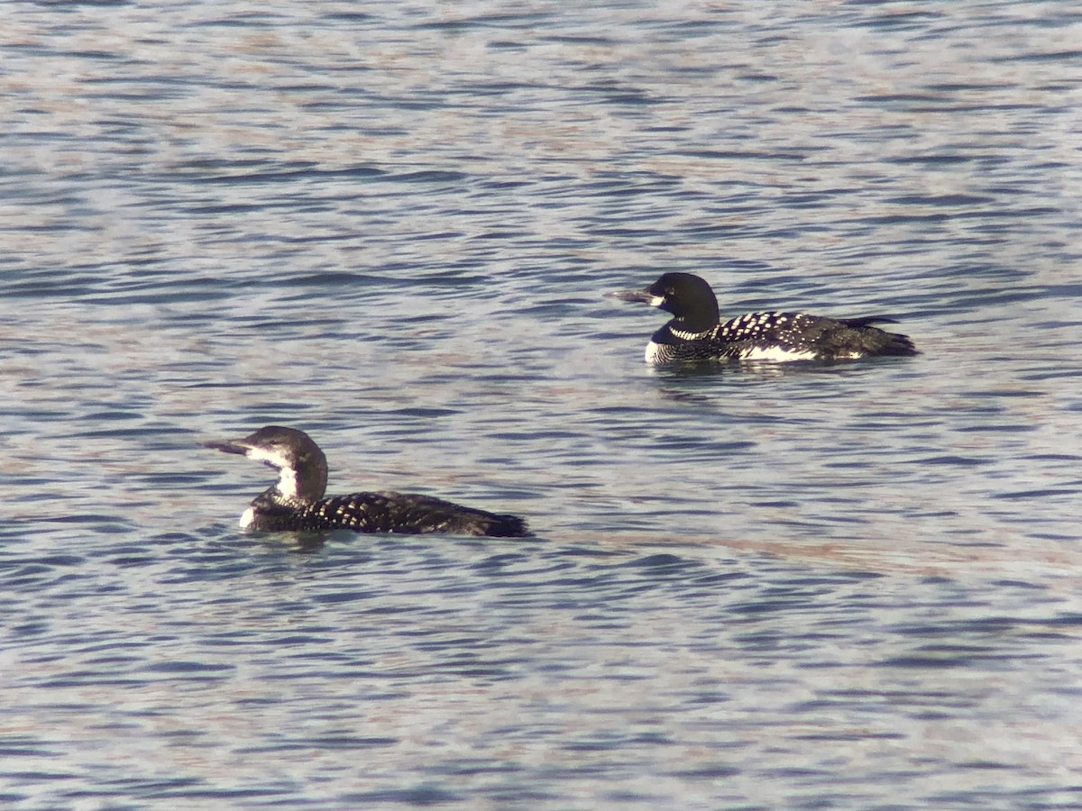 Common Loon - ML375301831