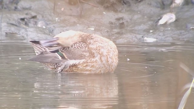 Northern Pintail - ML375302511