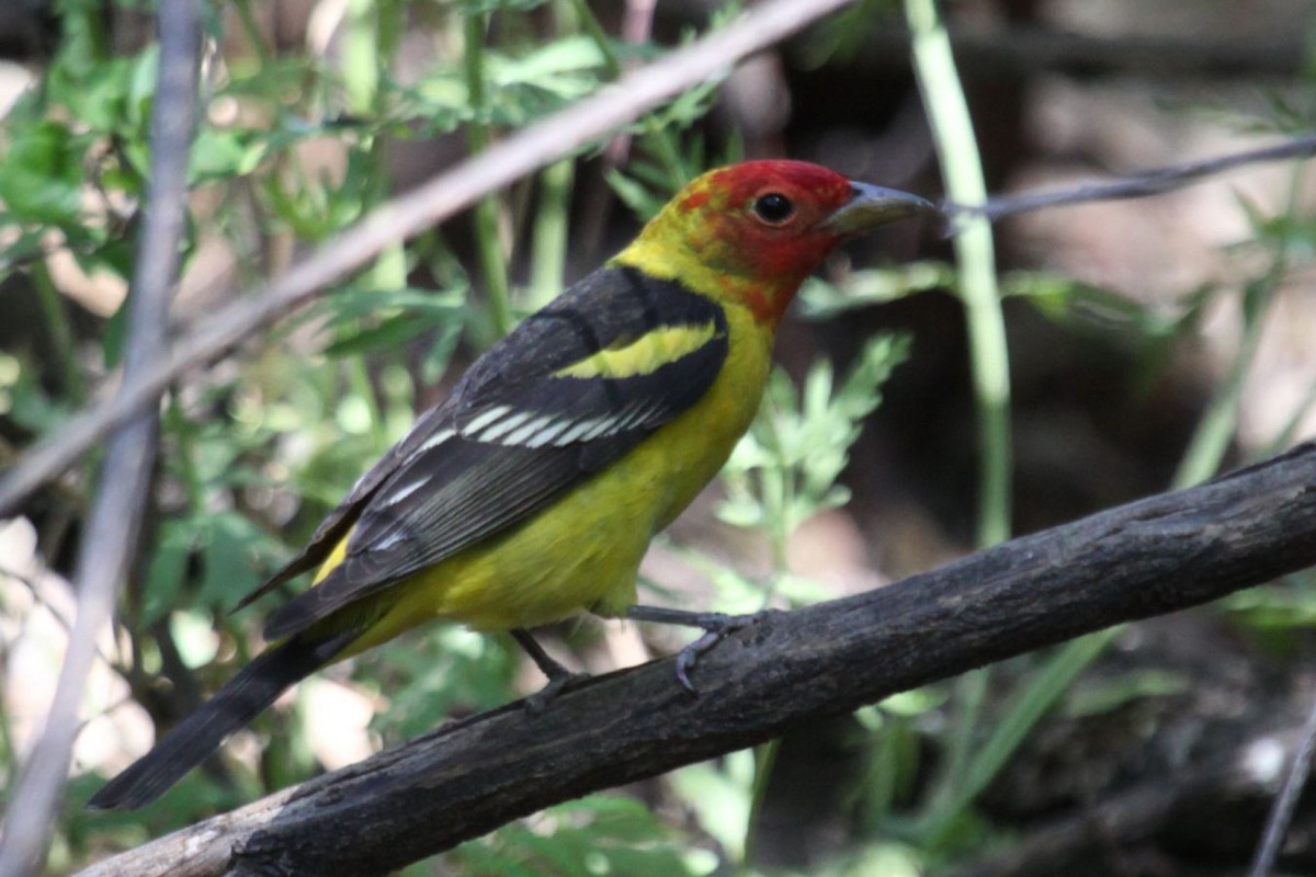 Western Tanager - ML375303981