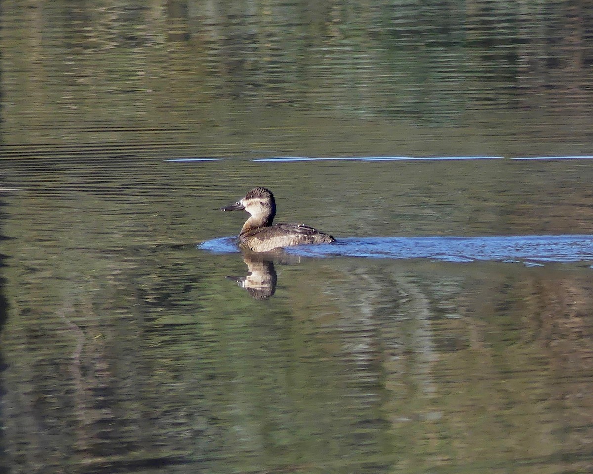 Ruddy Duck - ML375305091